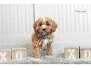 Medium Photo #1 Cavapoo Puppy For Sale in Fort Wayne, IN, USA