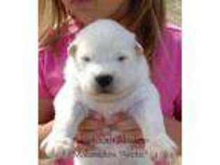 Alaskan Malamute Puppy for sale in Powell, WY, USA