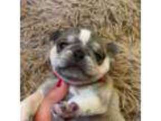 Pug Puppy for sale in New London, OH, USA