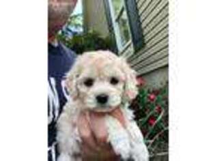 Mutt Puppy for sale in Hammonton, NJ, USA
