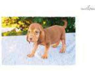 Bloodhound Puppy for sale in Columbia, MO, USA