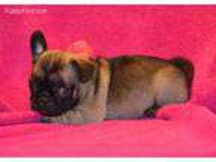 Frenchie Pug Puppy for sale in Buffalo, MO, USA