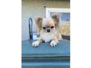 Chihuahua Puppy for sale in Huntington Beach, CA, USA