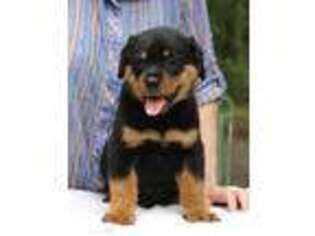 Rottweiler Puppy for sale in Newberry, FL, USA