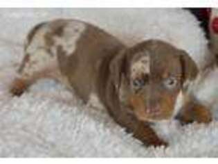 Dachshund Puppy for sale in Anderson, MO, USA