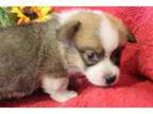 Pembroke Welsh Corgi Puppy for sale in Gower, MO, USA