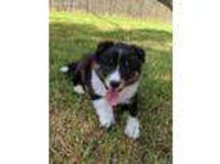 Shetland Sheepdog Puppy for sale in Louisville, KY, USA