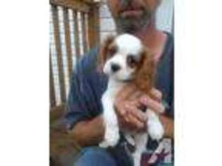Cavalier King Charles Spaniel Puppy for sale in FINDLAY, OH, USA