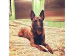 Belgian Malinois Puppy for sale in West Bridgewater, MA, USA
