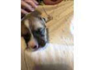 Pembroke Welsh Corgi Puppy for sale in Dolores, CO, USA