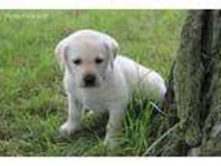 Labrador Retriever Puppy for sale in Carson City, MI, USA