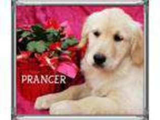 Golden Retriever Puppy for sale in Henderson, NC, USA