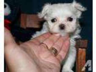 Maltese Puppy for sale in WONDER LAKE, IL, USA
