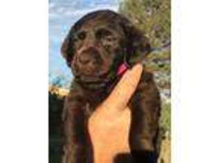 Labrador Retriever Puppy for sale in Camp Verde, AZ, USA