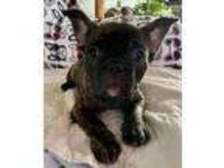 French Bulldog Puppy for sale in Shinglehouse, PA, USA