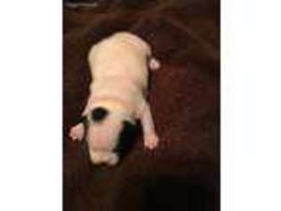 French Bulldog Puppy for sale in Vicksburg, MS, USA