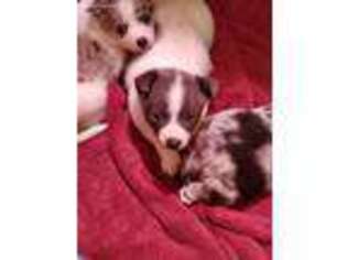 Mutt Puppy for sale in Bedford, TX, USA