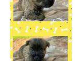 Cairn Terrier Puppy for sale in Thompson, OH, USA