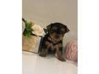 Yorkshire Terrier Puppy for sale in Bullard, TX, USA