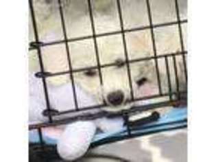 Bichon Frise Puppy for sale in Marietta, GA, USA