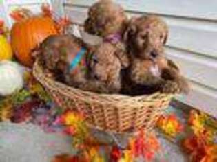 Goldendoodle Puppy for sale in Pendleton, IN, USA