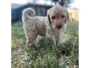 Labradoodle Puppy for sale in Akron, PA, USA