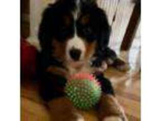 Bernese Mountain Dog Puppy for sale in Pensacola, FL, USA