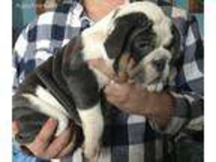 Olde English Bulldogge Puppy for sale in Sterling, KS, USA