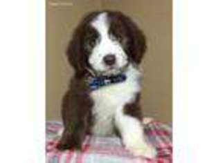 Mutt Puppy for sale in Poplarville, MS, USA