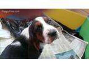 Basset Hound Puppy for sale in Waterloo, NY, USA
