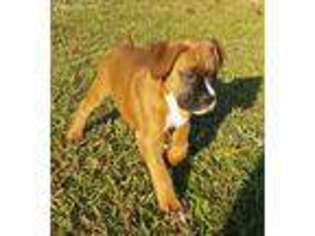 Boxer Puppy for sale in Easley, SC, USA