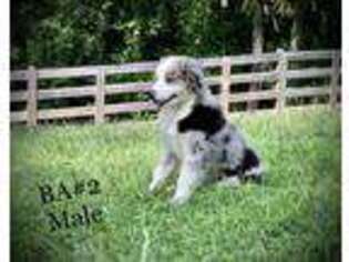 Australian Shepherd Puppy for sale in Blacksburg, VA, USA