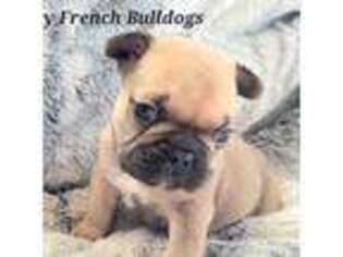 French Bulldog Puppy for sale in Berlin, NJ, USA