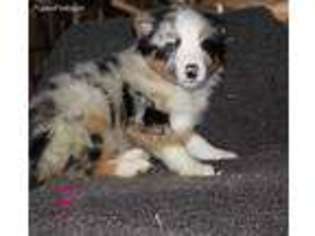 Australian Shepherd Puppy for sale in Gilman, WI, USA