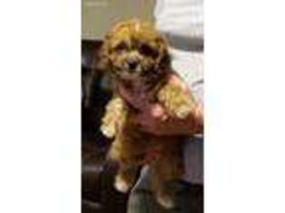 Mutt Puppy for sale in Walnut Cove, NC, USA