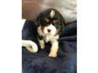 Cavalier King Charles Spaniel Puppy for sale in Paso Robles, CA, USA