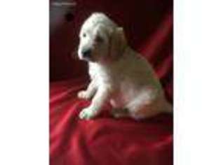 Labradoodle Puppy for sale in Manchester, OH, USA