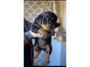 Rottweiler Puppy for sale in Sturbridge, MA, USA