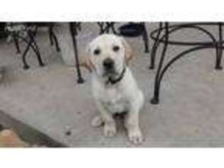 Labrador Retriever Puppy for sale in Brighton, CO, USA