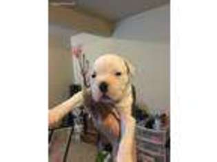 American Bulldog Puppy for sale in Porter, TX, USA