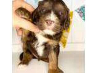 Bernese Mountain Dog Puppy for sale in Mapleton, UT, USA