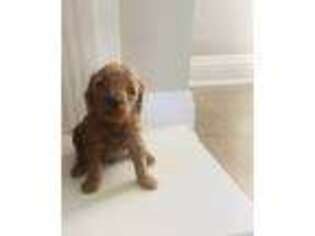 Goldendoodle Puppy for sale in Wheelersburg, OH, USA