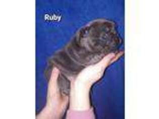French Bulldog Puppy for sale in Butler, MO, USA