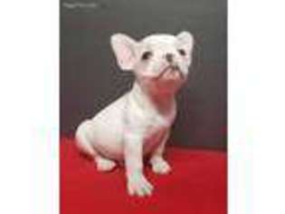 French Bulldog Puppy for sale in Thurmont, MD, USA