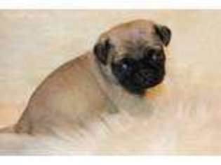 Pug Puppy for sale in Houston, TX, USA