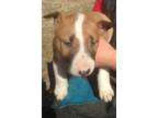 Medium Photo #1 Bull Terrier Puppy For Sale in Unknown, USA