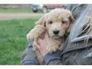 Mutt Puppy for sale in Almena, WI, USA
