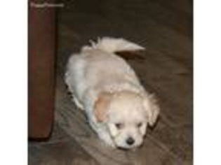 Havanese Puppy for sale in Hackett, AR, USA