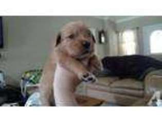 Golden Retriever Puppy for sale in QUINCY, FL, USA