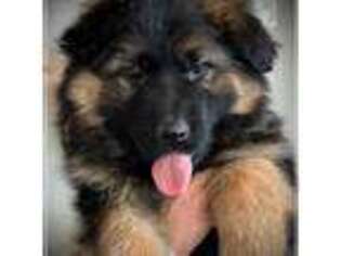 German Shepherd Dog Puppy for sale in Caldwell, ID, USA